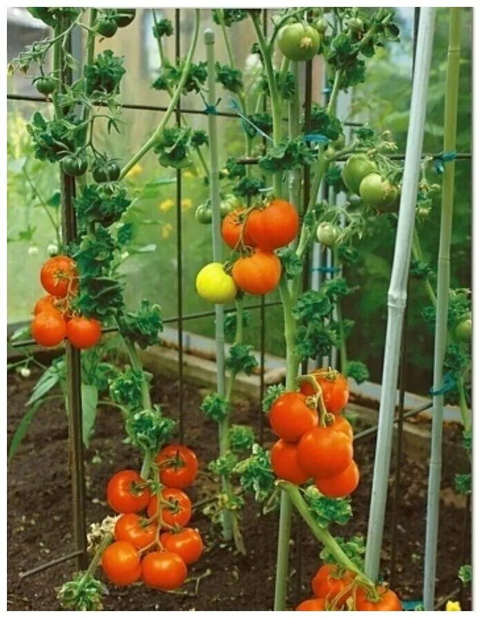 помидоры палка колоновидные. томат колоновидный. томаты сорт палка фото. томат колоновидный. томаты сорт палка фото.