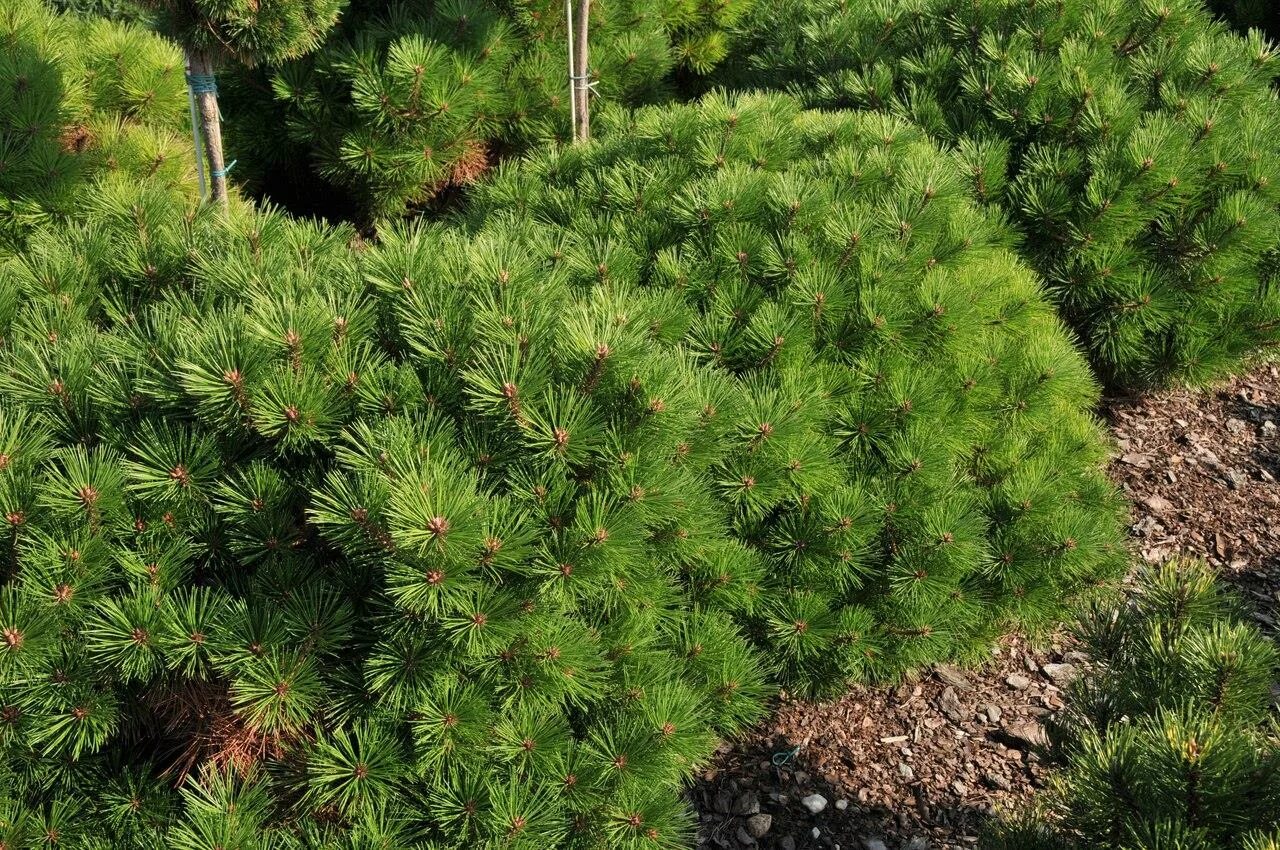 Сосна нигра описание. Pinus Bregeon. Сосна черная Agnes Bregeon. Pinus nigra Brepo. Сосна Pinus nigra.
