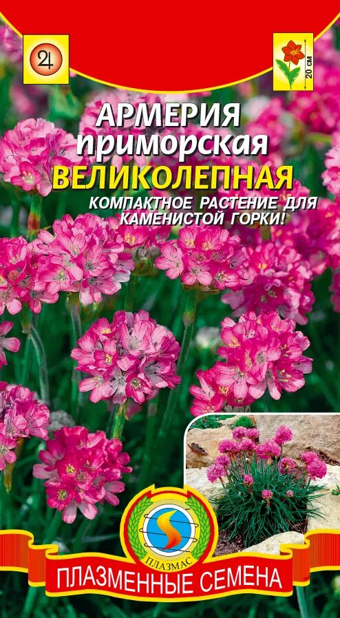 Армерия семена. Армерия Приморская великолепная. Армерия многолетник. Армерия купить семена