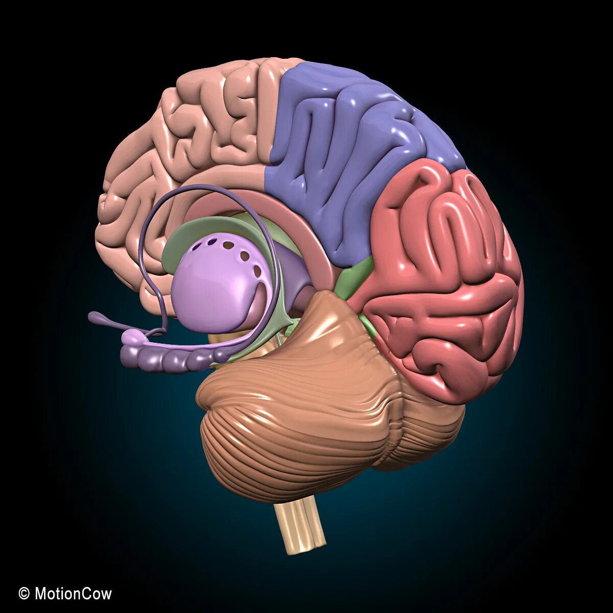 Brain model. 3в модель мозга ствол. 3д анатомия головного мозга. Муляж мозга.