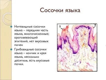 Нитевидные сосочки