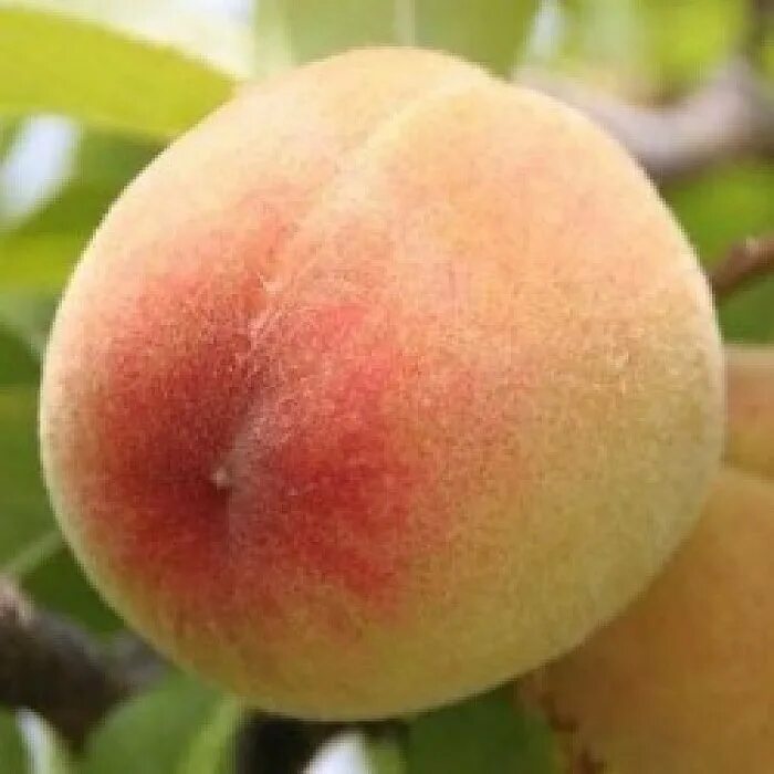 Аппетитный персик. Персик коллинз. Мохнатый персик. Мохнатый персик. Женский персик.