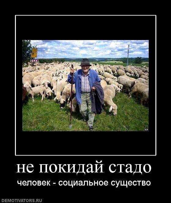 Пастух с овцами. Народ стадо. Пословица про паршивую овцу. Цитаты про стадо. Иллюстрация к поговорке.