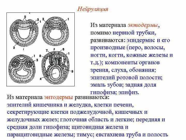 Эктодерма у позвоночных животных. Клеточные процессы нейруляции. Фрагментация гаструляция нейруляция. Вторичная нейруляция. Первичная и вторичная нейруляция.