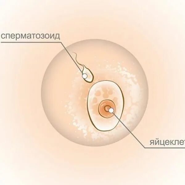 Красивые ореолы