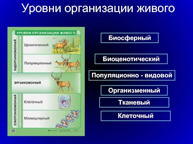 1 организационный уровень. Организменный уровень организации живого. Биоценотический уровень организации. Организменный уровень организации живой природы. Уровни организации живого биосферный уровень.