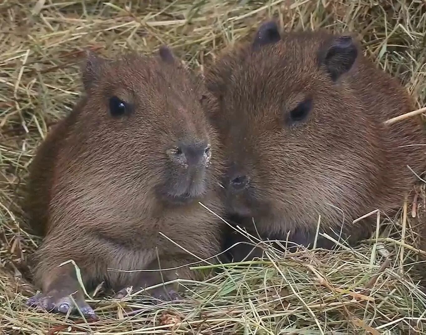 Capybara go