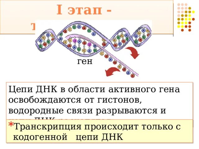 Последовательность транскрибируемой цепи гена днк. Матричный Синтез ДНК. Матричная цепь ДНК. Реакции матричного синтеза. Реакции матричного синтеза транскрипция.