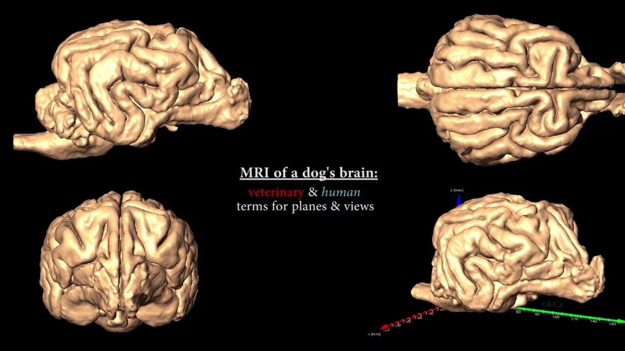 Мрт мозга собаке. Мозг в разных проекциях. Кт головного мозга собаки.