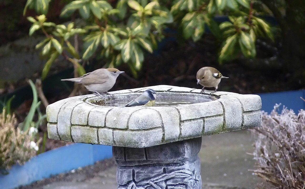 Stone birds. Птицы в саду. Птичья ванна в саду. Птичий сад. Птица на Камне.