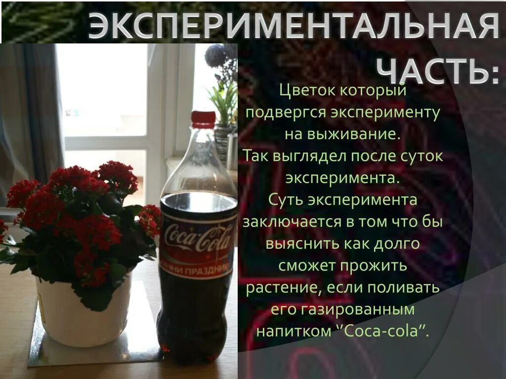 Полить растения газированной водой. Можно ли поливать газированной водой. Лейка с водой. Чем газируют воду. Полив растений газированной водой.