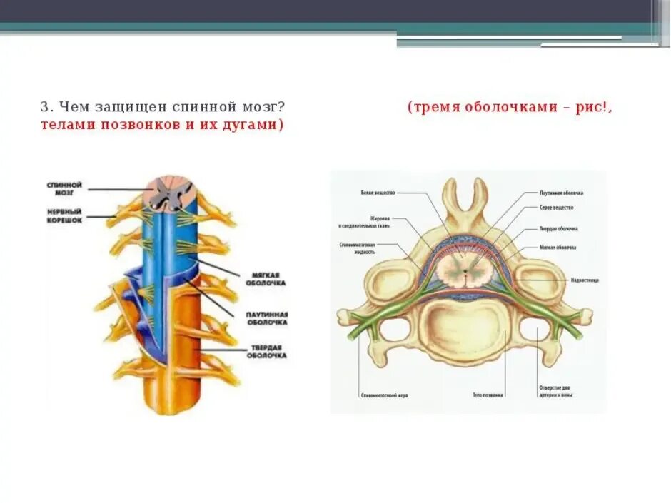 Оболочки защищающие мозг. Строение и функции спинного мозга человека биология. Строение спинного мозга 8 класс биология Пасечник. Оболочки Корешков спинного мозга анатомия. Строение спинного мозга оболочки спинного мозга.