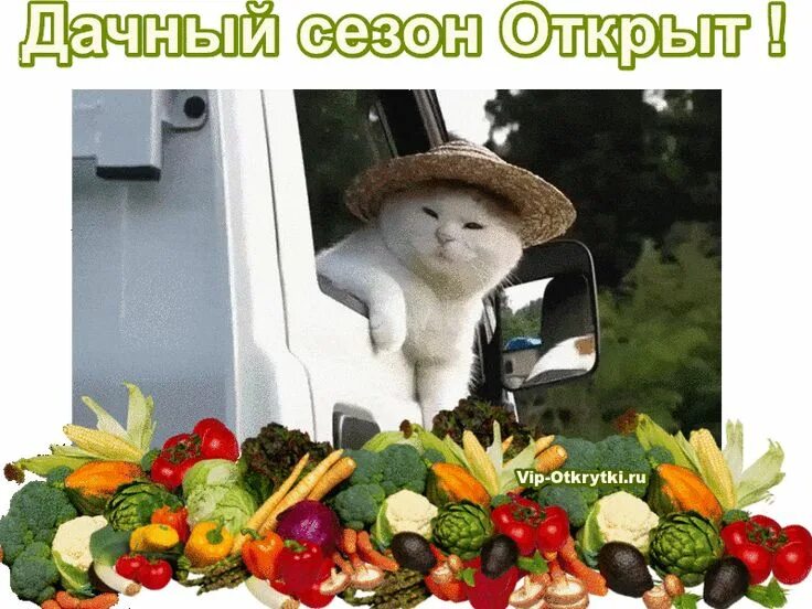 Есть слова дачный. Есть слова дачный