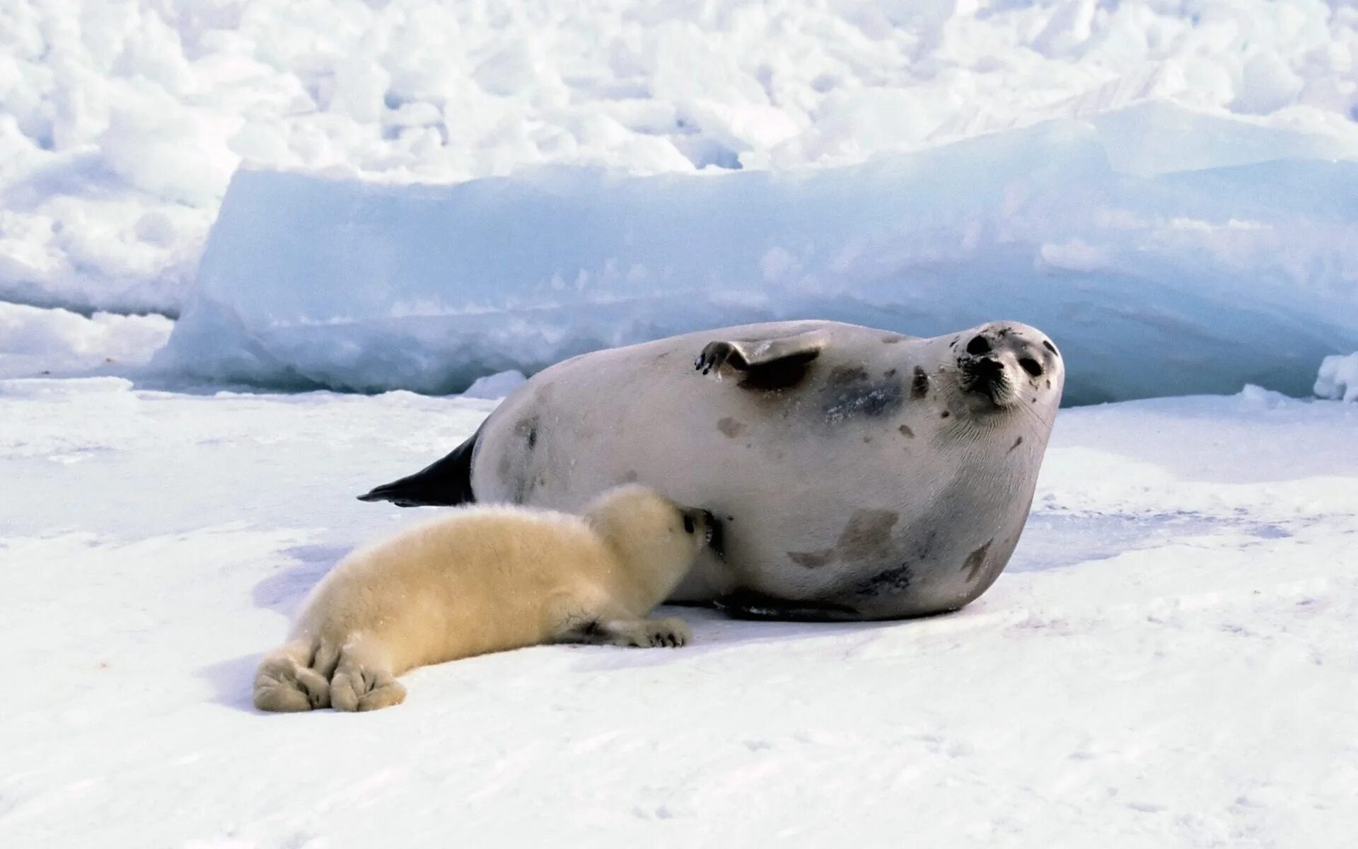 Международный день защиты бельков. Белек гренландского тюленя. Ластоногие Гренландский тюлень. Гренландский тюлень (Лысун). Нерпа Арктическая.