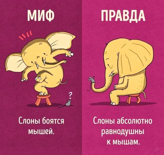 Миф почему. Боятся ли слоны мышей. почему слоны боятся мышей. почему слон боится мышей. слон боится мышей миф или реальность.