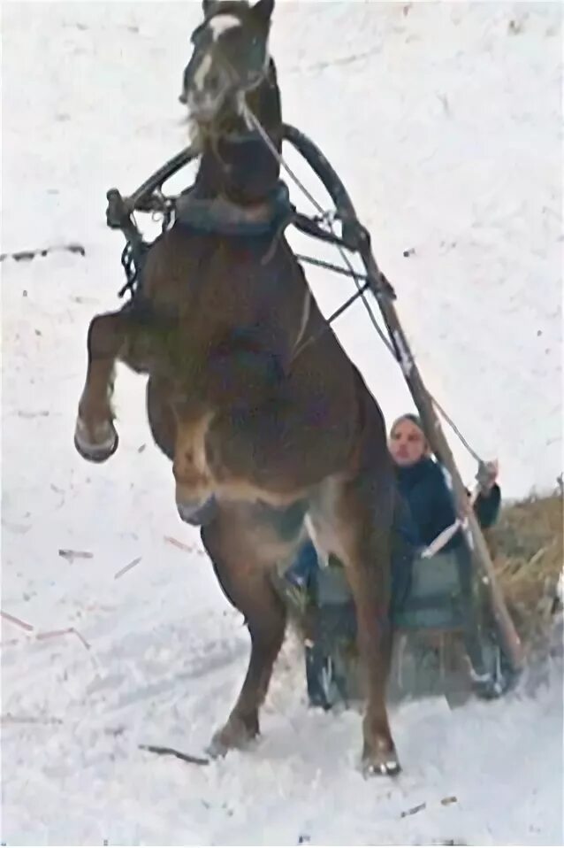 Лошади сани деревья бык