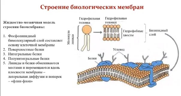 Структуры состоящие из мембраны. Строение биологической мембраны клетки. полуинтегральные белки мембраны. схема строения биологической мембраны биохимия. строение биомембраны клетки.