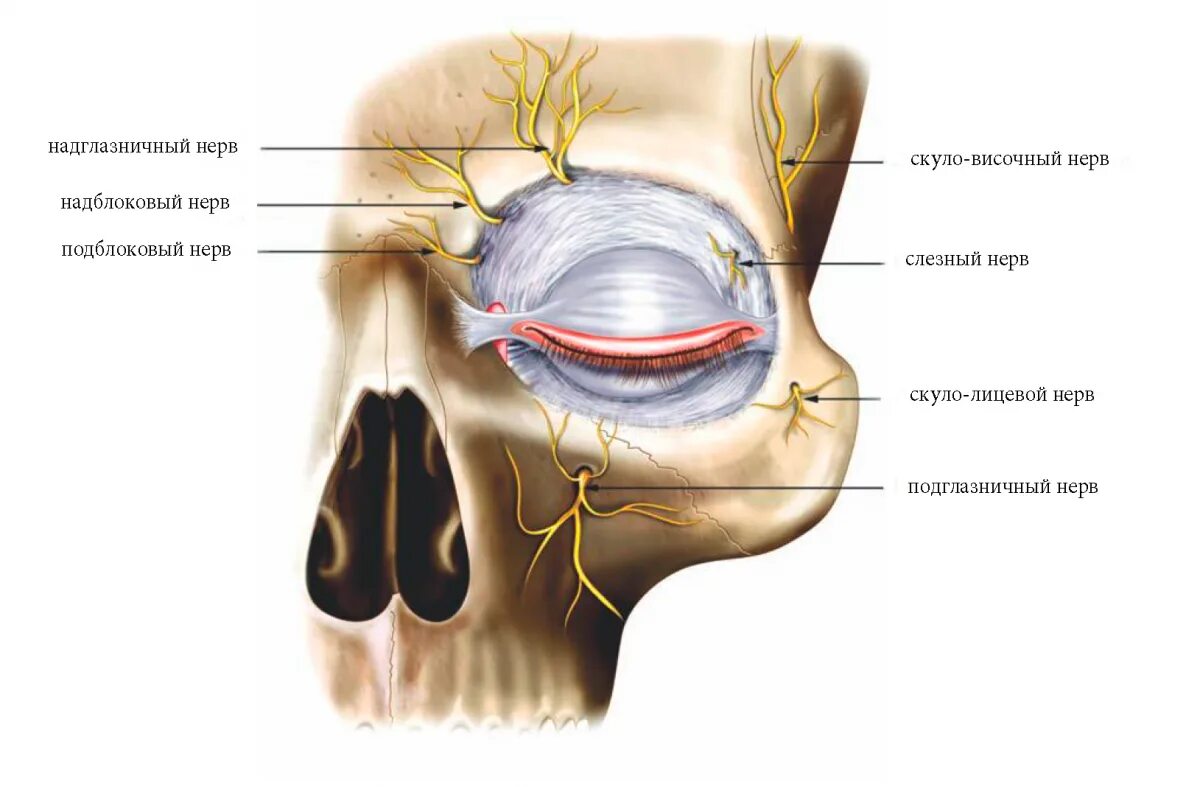 Глазной нерв тройничного нерва. Тройничный нерв анатомия глаза. Мышцы глазницы анатомия нервы. Медиальная связка века анатомия.
