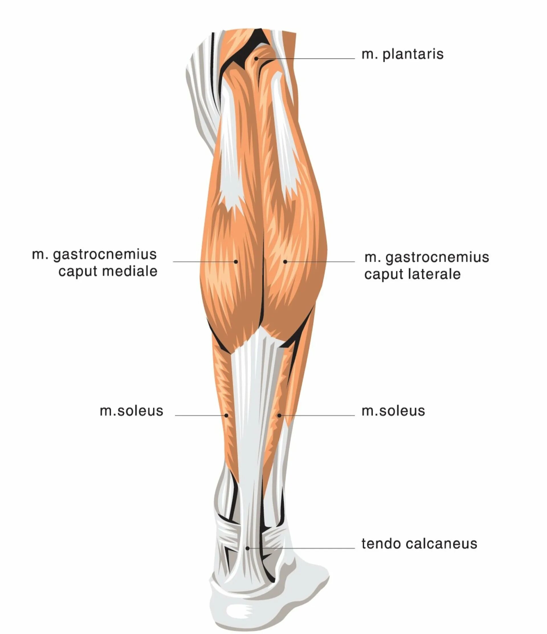Triceps surae мышца. Икроножная мышца голени. Soleus мышца голени. Трицепс голени анатомия.