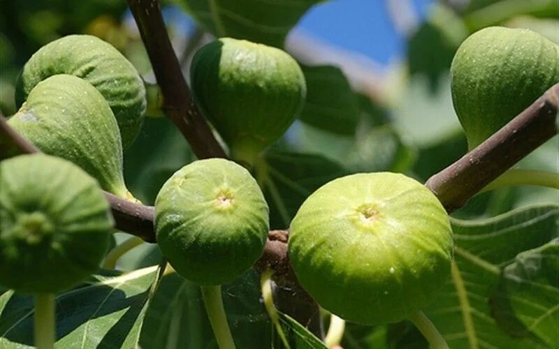 Инжир Кадота листья. Инжир фото. Фикус инжир. Инжир турка Ficus carica Turka.