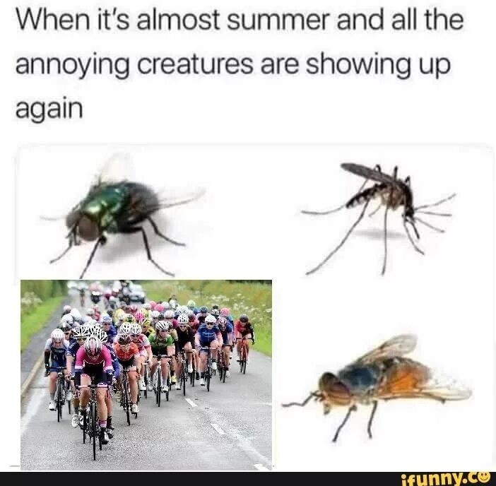 Are showing. Good Bug meme перевод. It's Summer. Dominic Bug meme. Its almost Summer Scrolller.