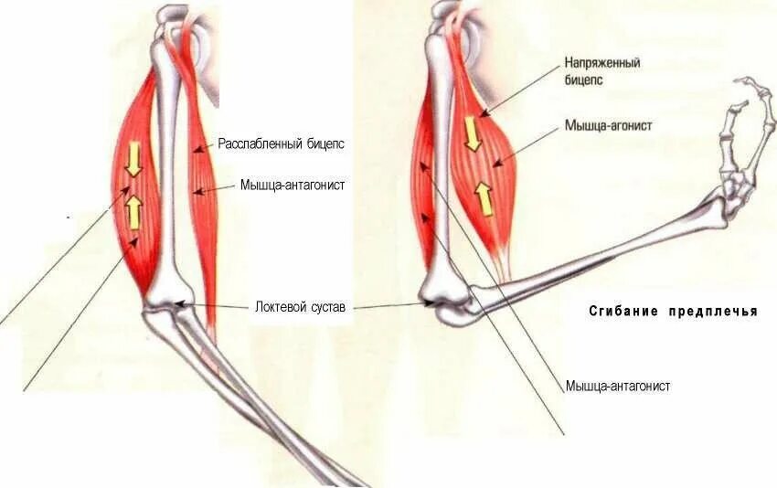 Почему напряжены мышцы. Напряженная и расслабленная мышца. Растяжка мышц разгибающих шею. Мышечное напряжение мышц. Почему напряжены мышцы.