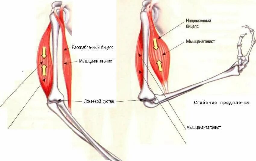 С какой силой натянута мышца. Мышцы агонисты и антагонисты. Мышцы сокращаются и расслабляются. Сокращение мышц. Расслабленные и напряженные мышцы.