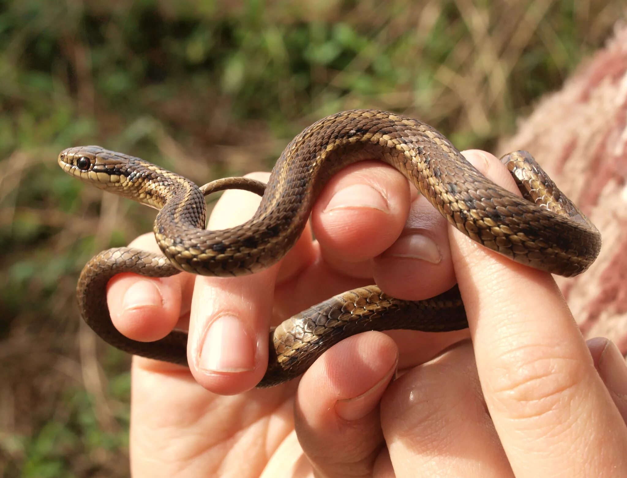 Западная подвязочная змея (Thamnophis elegans).. Краснобрюхий полоз. Калифорнийский подвязочный уж. Калифорнийская подвязочная змея уж.