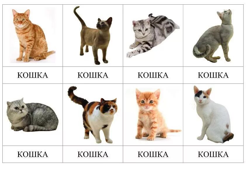 Слова породы кошек. Карточка кошка. Породы кошек карточки для детей. Карточки животных для аутистов. Кошка карточка для детей.