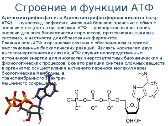 Функции атф. АТФ структура и функции кратко. [АТФ]/[АДФ] функции. Структура и строение АТФ. АТФ строение функции свойства.