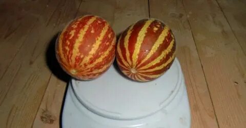 Дыня вьетнамская подарок
