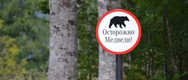 Осторожно медвежонок осторожно. Осторожно, медведь!. Медведи на столбах красноярск. Табличка осторожно медведи. Осторожно медвежонок осторожно.