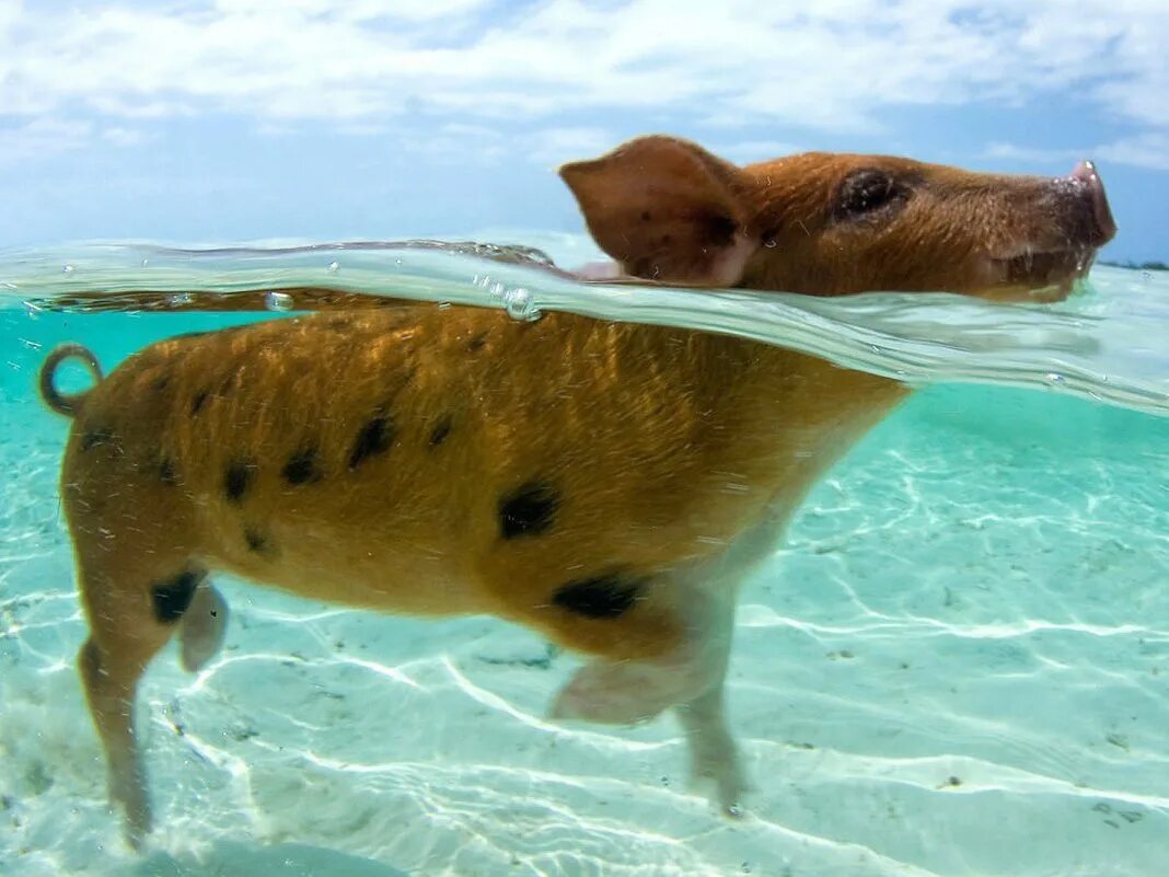 Свинка плавает. Остров Биг Мэйджор Кэй Багамские острова. Остров Эксума Багамы свинки. Биг Мэйджор Кэй, Багамы. Пиг-Бич остров свиней.