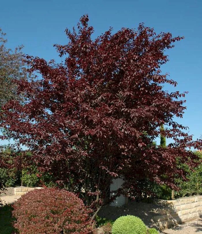 Слива нигра описание. Слива растопыренная Нигра. Слива растопыренная Prunus cerasifera"nigra". Слива растопыренная "Нигра" (Prunus cerasifera 'nigra'). Прунус Нигра.