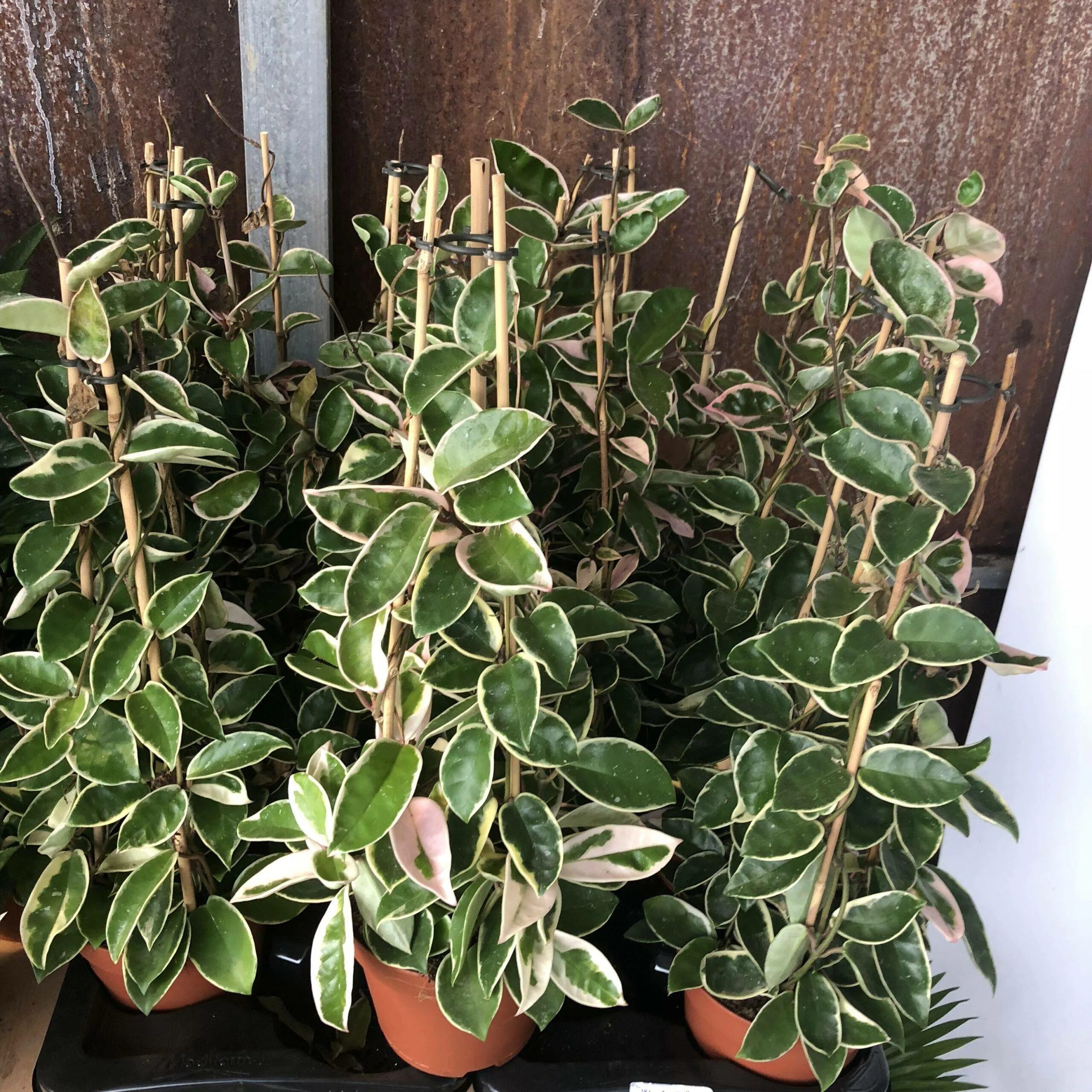 Хойя krimson queen. Хойя карноза кримсон. Хойя карноза. Хойя карноза кримсон куин. Hoya carnosa krimson queen.