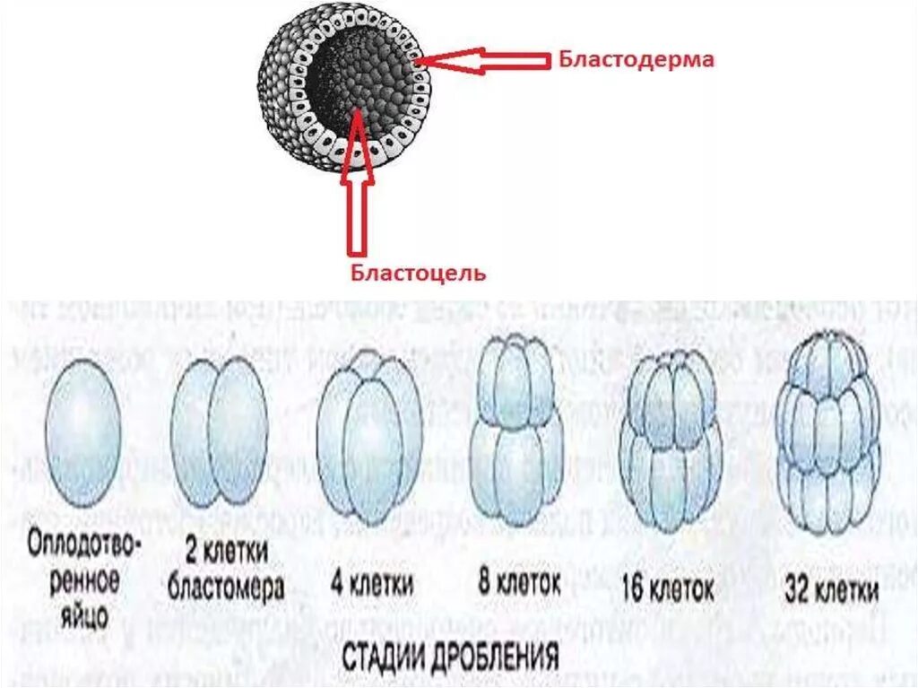 Бластодерма зародыша. Бластоцель. степень дробления. бластодерма. бластоцель человека.
