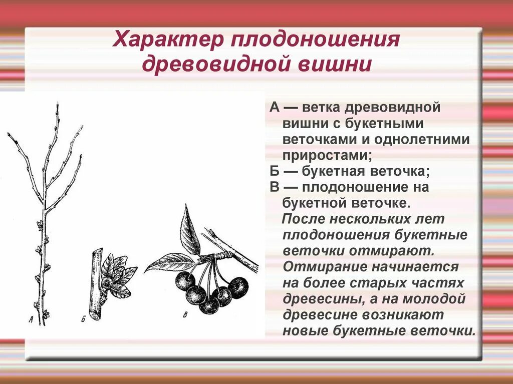 В чем заключается значение процесса плодоношения. Плодовые образования вишни. кольчаточный тип плодоношения что это. биологический анализ плодоносящих ветвей. типы плодоношения вишни.