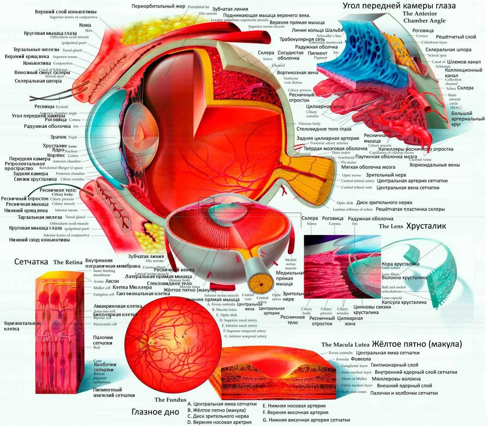 Органы человека глаза. Строение человеческого глаза. Подробное Анатомическое строение глаза. Анатомия глаза офтальмология атлас. Анатомия глазного яблока человека.