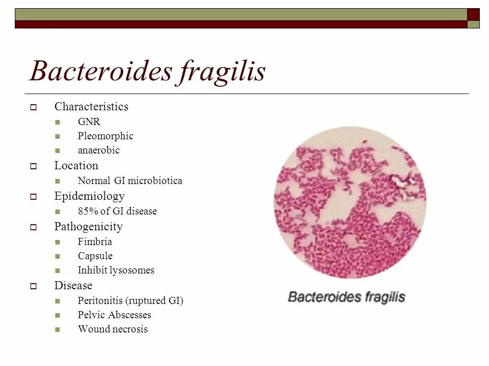 Bacteroides spp что это. Бактероиды фрагилис bacteroides fragilis. bacteroides fragilis морфология. bacteroides fragilis заболевания. bacteroides fragilis микробиология.