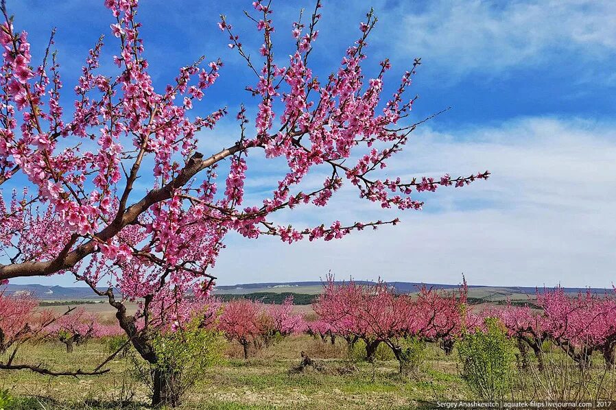 Что цветет розовым в крыму. Персиковые деревья в Крыму. Нектарин дерево Крым. Цветение персика в Крыму. Персик дерево Крым.