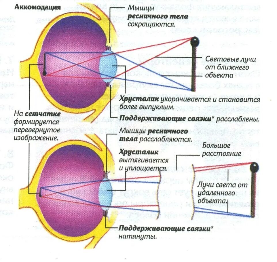 Какая структура обеспечивает аккомодацию. Схема аккомодации хрусталика. Аппарат аккомодации глаза схема. Механизм аккомодации глаза схема. Схема преломления лучей хрусталиком глаза.