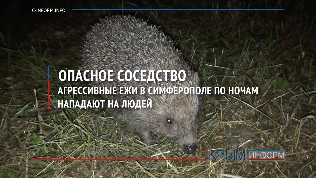 Ежик нападает. Агрессивный ежик. ежик атакует.