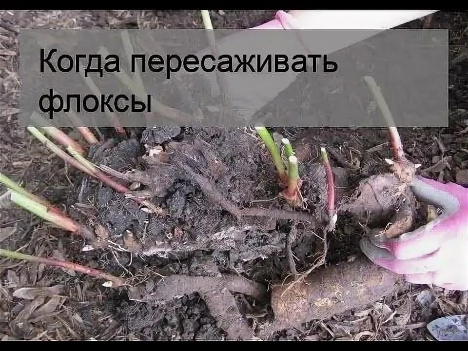 Флоксы посадка корневищем. Флоксы многолетние корневища. корень флокса. когда пересаживать флоксы. корни флокса многолетнего.