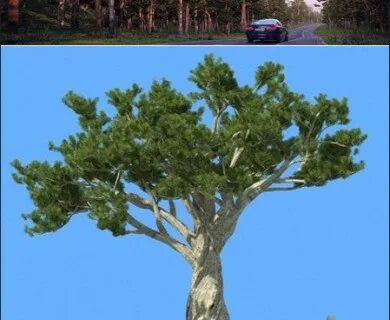 Рутовое дерево