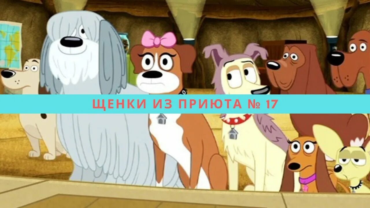 Щенки из приюта 17 счастливчик. Щенки из приюта номер 17. Щенки из приюта 17