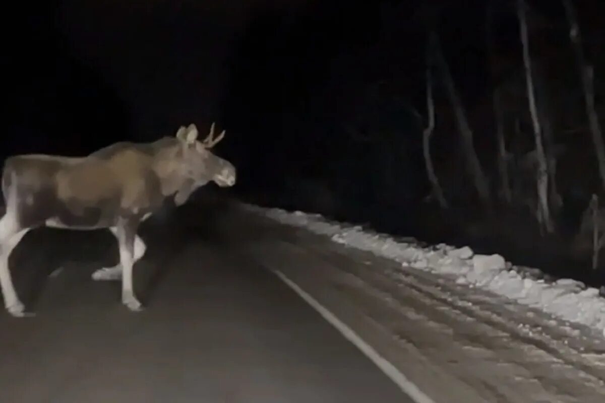 Животных Пермского лоси.