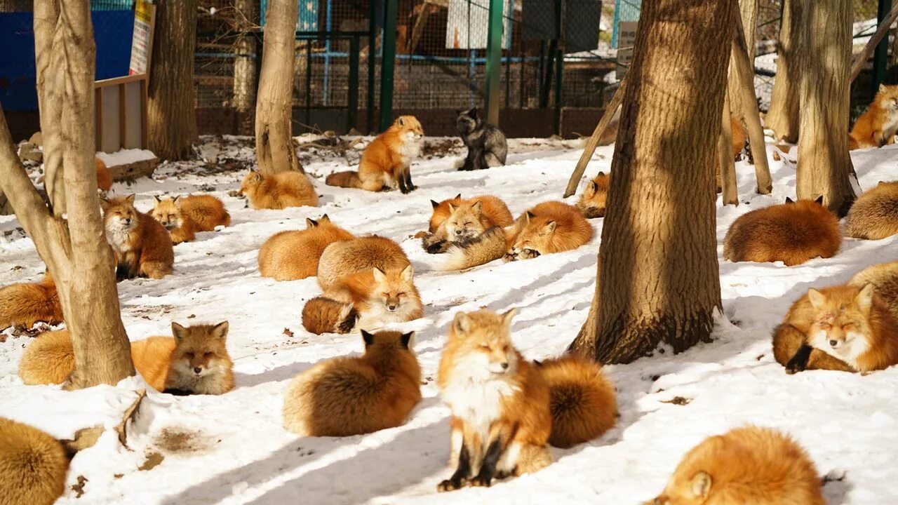 Many fox. Дзао-Кицунэ-Мура. Дзао Кицунэ Мура деревня. Дзао Кицунэ Мура, Япония — лисы. Лисья деревня в Японии.