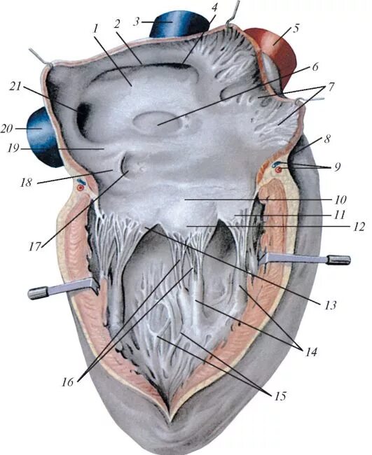 правое предсердие анатомия. строение правого предсердия. строение левого предсердия. мышца предсердия. правое предсердие сердца анатомия.