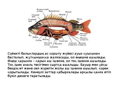 Рокси Рэй порно
