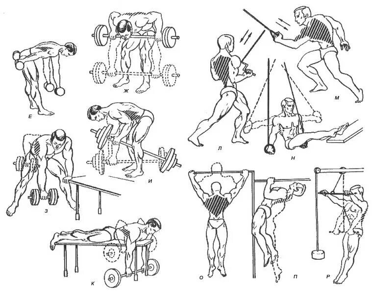 Упражнения для тренировки широчайших мышц спины. Упражнения на развитие широчайшей мышцы спины. Прокачка широчайших мышц спины гантелями. Упражнения для развития мышц спины с отягощением.